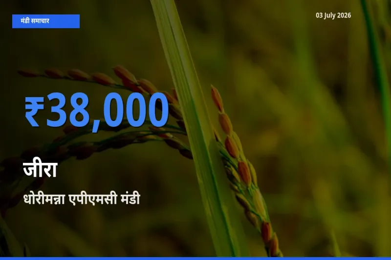 आज जीरा के सबसे ऊँचे दाम ₹38,000 धोरीमन्ना एपीएमसी मंडी में