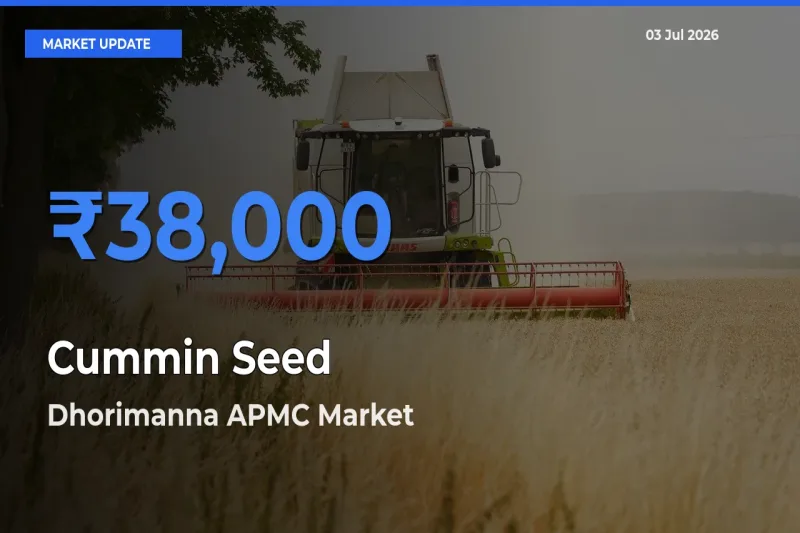 Cummin Seed Mandi Rate Today: Dhorimanna APMC Tops the List