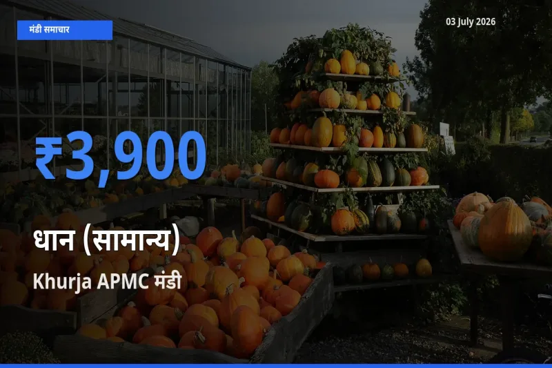 Khurja APMC में धान (सामान्य) का आज सबसे ऊँचा भाव