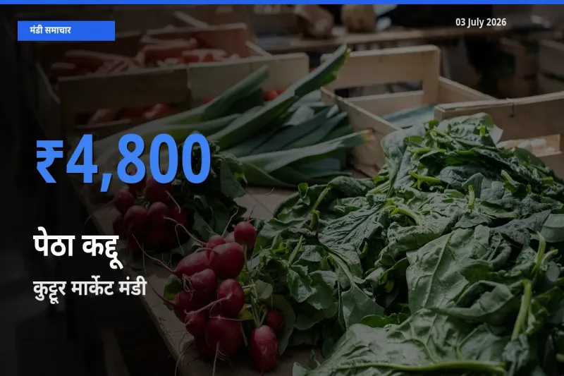 कुट्टूर मार्केट मंडी में आज पेठा कद्दू के सबसे ऊँचे दाम दर्ज