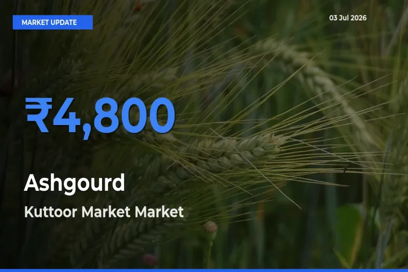 Kuttoor Market Offers ₹4,800 – Highest Ashgourd Rate Today