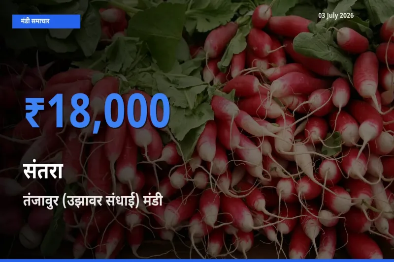तंजावुर (उझावर संधाई) में संतरा का आज सबसे ऊँचा भाव