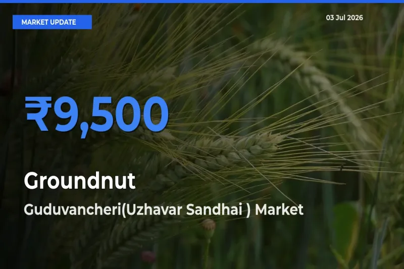 Guduvancheri(Uzhavar Sandhai ) Offers ₹9,500 – Highest Groundnut Rate Today