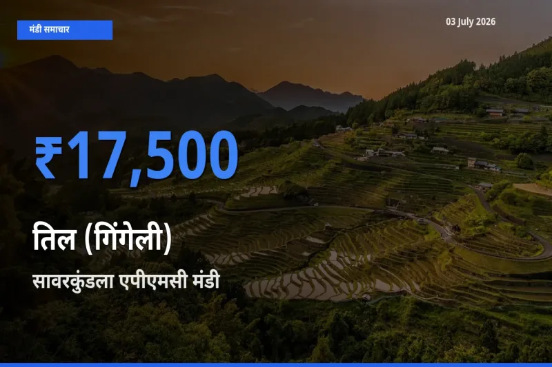 सावरकुंडला एपीएमसी मंडी में तिल (गिंगेली) ₹17,500 पर पहुँचा – आज का सर्वोच्च भाव