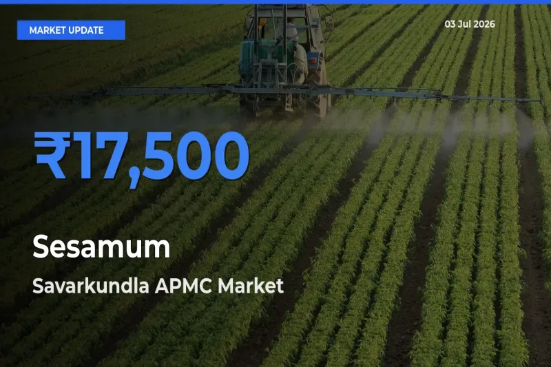 Savarkundla APMC Tops Sesamum Mandi Rates Today