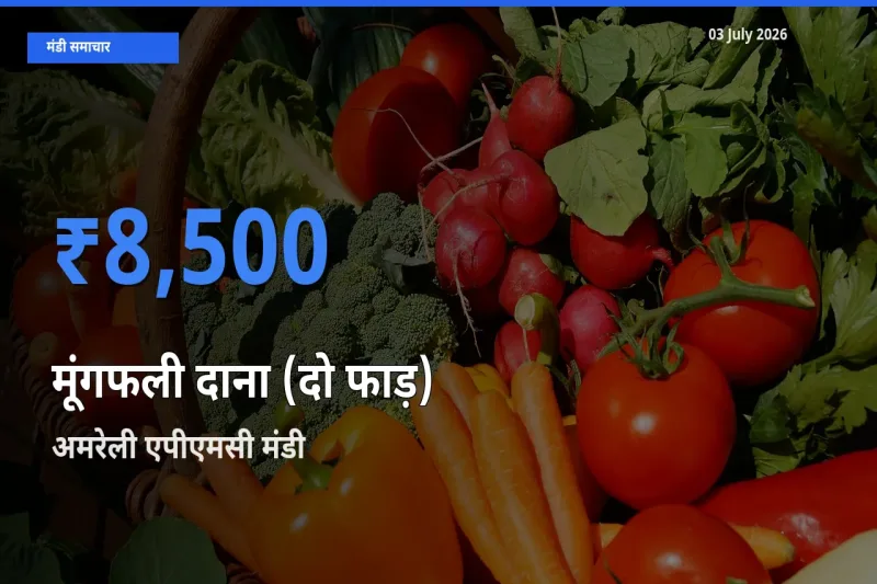 किसानों की पसंद बना अमरेली एपीएमसी, मूंगफली दाना (दो फाड़) के सबसे अच्छे दाम