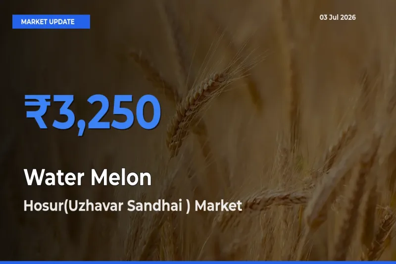 Water Melon Mandi Rate Today: Hosur(Uzhavar Sandhai ) Tops the List
