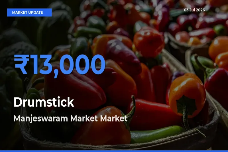 Market Watch: Manjeswaram Market Becomes Top Mandi for Drumstick