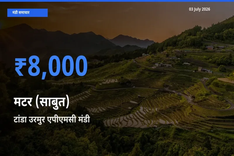 टांडा उरमुर एपीएमसी मंडी में मटर (साबुत) ₹8,000 पर पहुँचा – आज का सर्वोच्च भाव