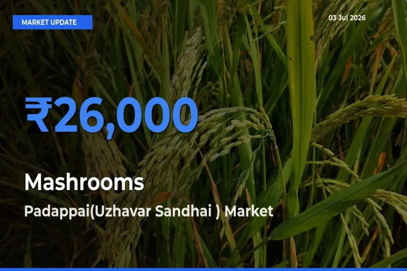 Farmers Prefer Padappai(Uzhavar Sandhai ) as Mashrooms Hits Highest Rate