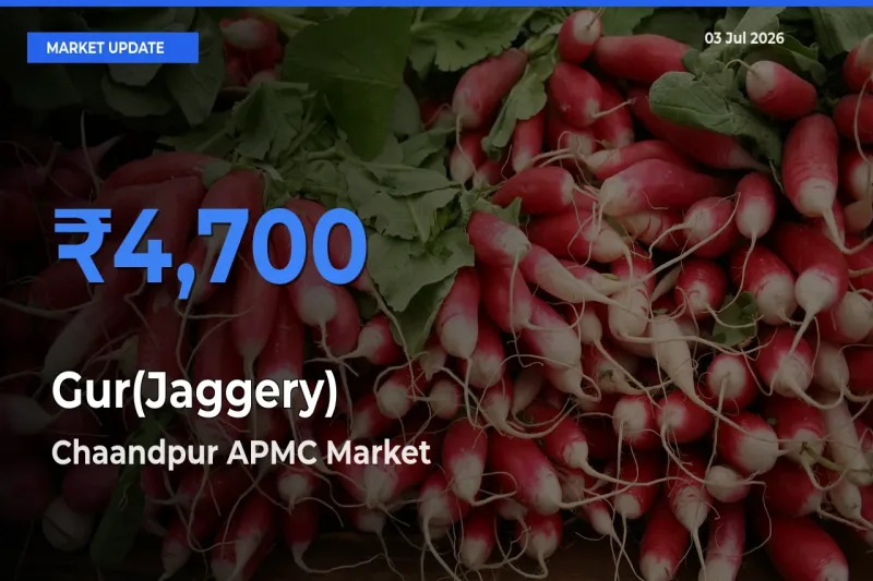 Market Watch: Chaandpur APMC Becomes Top Mandi for Gur(Jaggery)