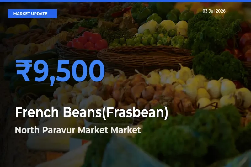 North Paravur Market Offers ₹9,500 – Highest French Beans(Frasbean) Rate Today