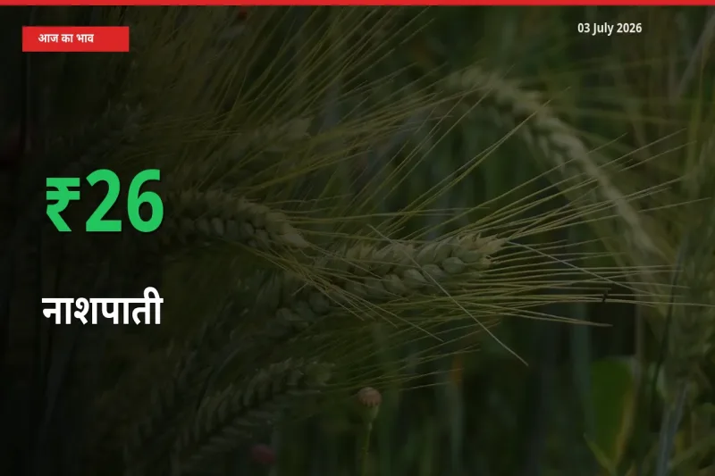 अचानक तेजी! मंडी में नाशपाती के दाम 25.84% चढ़े