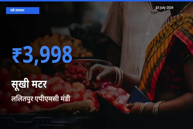 आज सूखी मटर के सबसे ज़्यादा दाम ललितपुर एपीएमसी मंडी में दर्ज