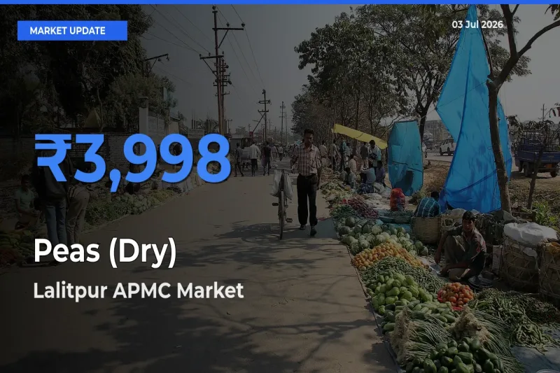 Lalitpur APMC Tops Peas (Dry) Mandi Rates Today