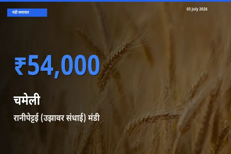 टॉप मंडी बना रानीपेट्टई (उझावर संधाई)! चमेली के सबसे ऊँचे दाम यहीं दर्ज