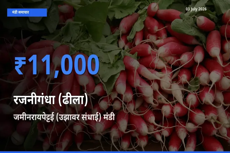 आज रजनीगंधा (ढीला) के सबसे ज़्यादा दाम जमीनरायपेट्टई (उझावर संधाई) मंडी में दर्ज