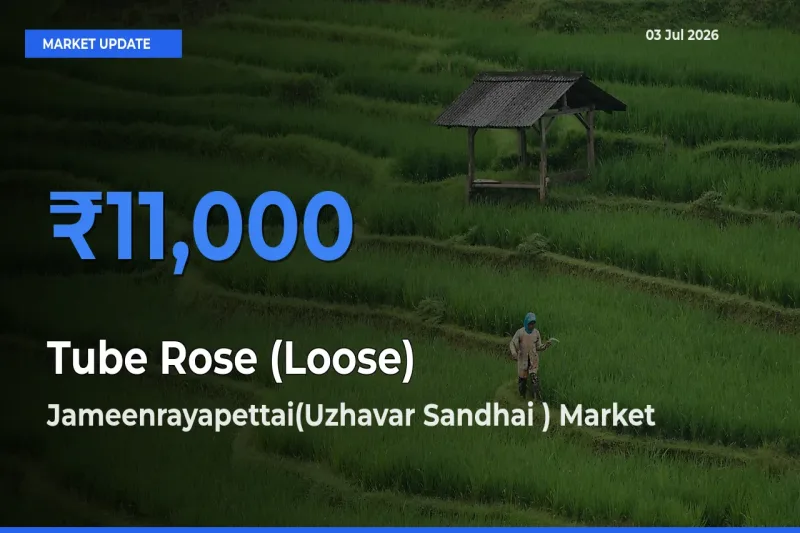 Jameenrayapettai(Uzhavar Sandhai ) Tops Tube Rose (Loose) Mandi Rates Today
