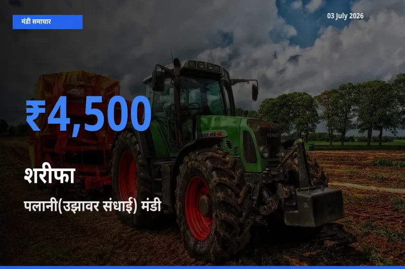 आज का मंडी भाव: शरीफा के सबसे ज़्यादा दाम पलानी(उझावर संधाई) में