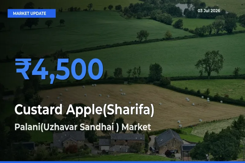 Top Performer! Palani(Uzhavar Sandhai ) Offers Best Custard Apple(Sharifa) Price Today