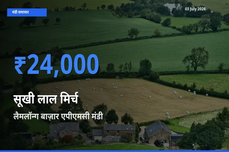 टॉप मंडी बना लैमलॉन्ग बाज़ार एपीएमसी! सूखी लाल मिर्च के सबसे ऊँचे दाम यहीं दर्ज