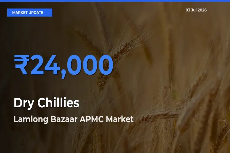 Lamlong Bazaar APMC Records Highest ₹24,000 Rate for Dry Chillies