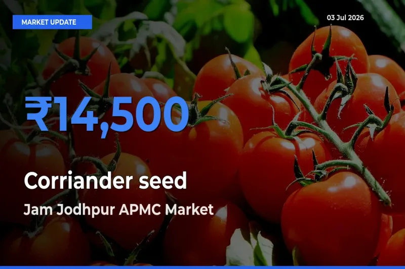 Market Watch: Jam Jodhpur APMC Becomes Top Mandi for Corriander seed