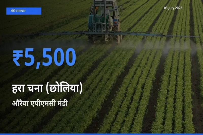 किसानों की पसंद बना औरैया एपीएमसी, हरा चना (छोलिया) के सबसे अच्छे दाम