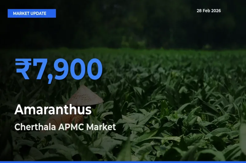 Cherthala APMC Emerges as Top Mandi for Amaranthus Prices Today