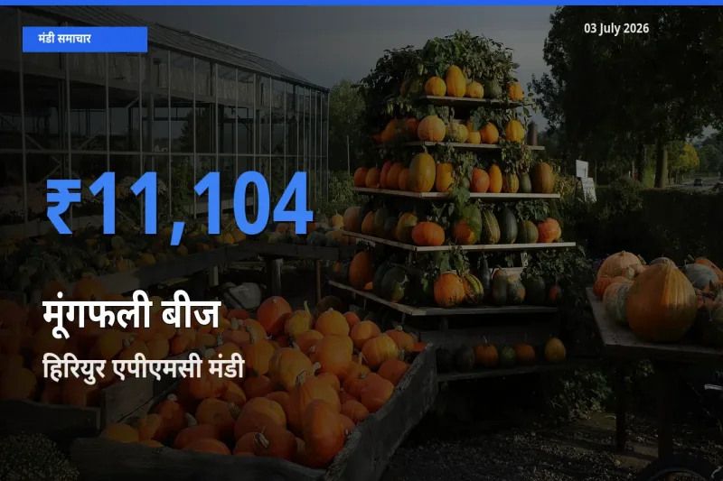 किसानों की पसंद बना हिरियुर एपीएमसी, मूंगफली बीज के सबसे अच्छे दाम