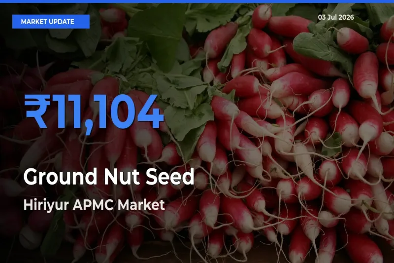 Hiriyur APMC Leads as Top Mandi for Ground Nut Seed Prices