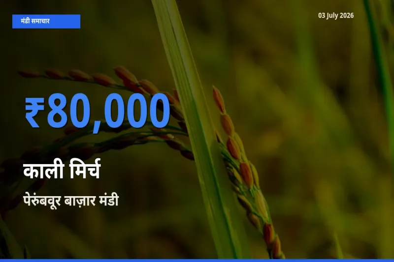 03 July अपडेट: काली मिर्च के सबसे ऊँचे दाम पेरुंबवूर बाज़ार मंडी में