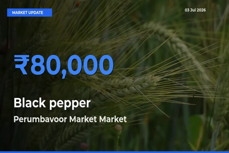 Perumbavoor Market Emerges as Top Mandi for Black pepper Prices Today