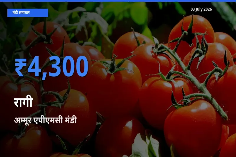 अम्मूर एपीएमसी मंडी में रागी ₹4,300 पर पहुँचा – आज का सर्वोच्च भाव