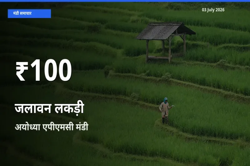 जलावन लकड़ी के दाम 30 दिनों के सबसे निचले स्तर पर, अयोध्या एपीएमसी