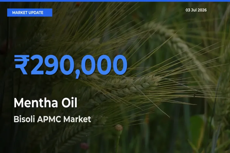Market Watch: Bisoli APMC Becomes Top Mandi for Mentha Oil