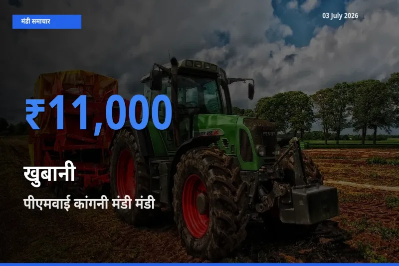 टॉप मंडी बना पीएमवाई कांगनी मंडी! खुबानी के सबसे ऊँचे दाम यहीं दर्ज