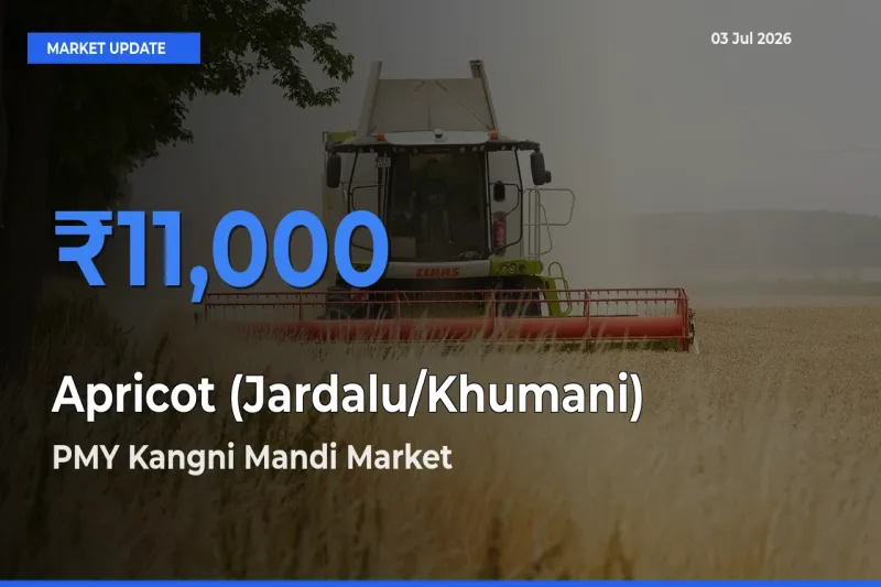 PMY Kangni Mandi Tops Apricot (Jardalu/Khumani) Mandi Rates Today