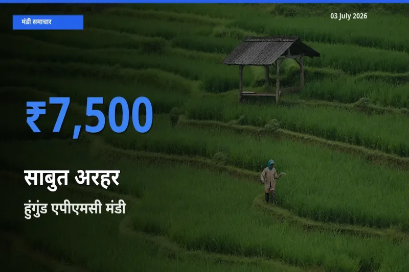 हुंगुंड एपीएमसी में साबुत अरहर का आज सबसे ऊँचा भाव