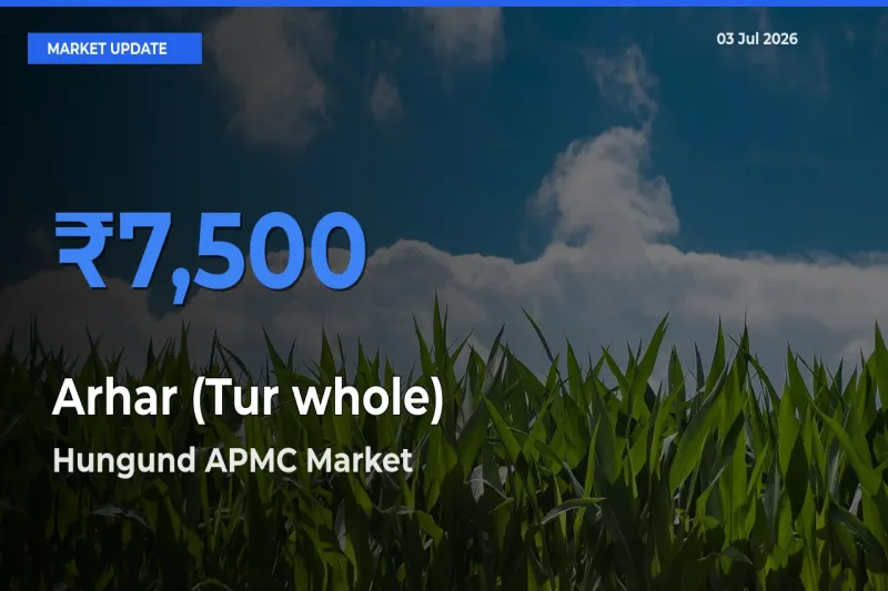 Market Watch: Hungund APMC Becomes Top Mandi for Arhar (Tur whole)