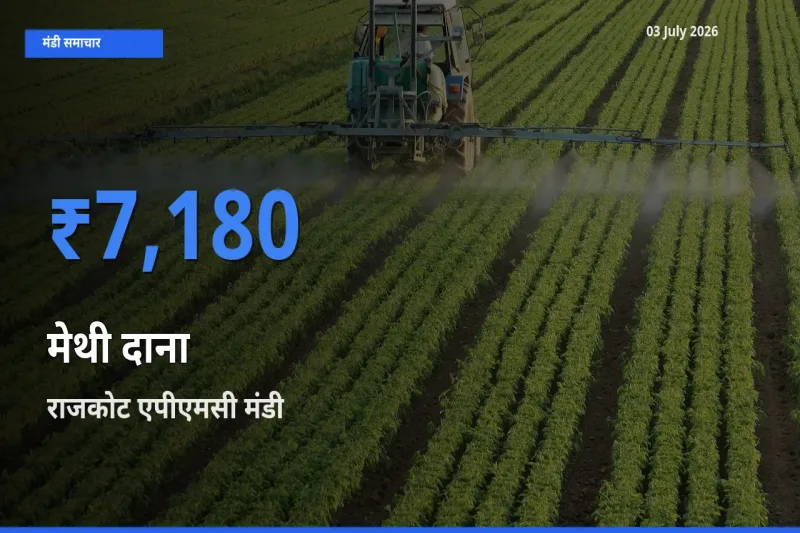 राजकोट एपीएमसी में मेथी दाना का आज सबसे ऊँचा भाव
