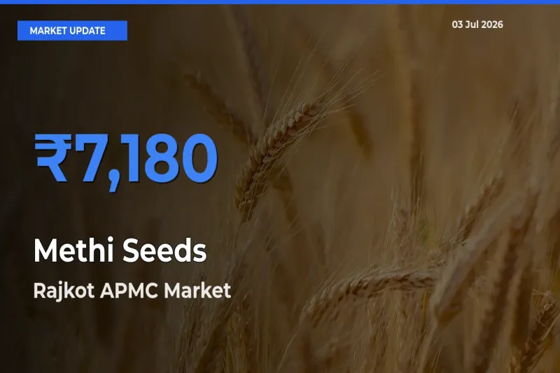 Rajkot APMC Tops Methi Seeds Mandi Rates Today