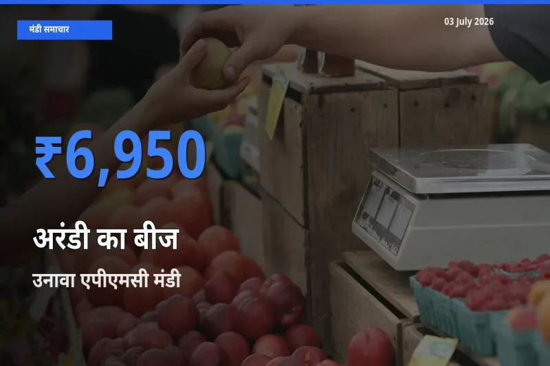 उनावा एपीएमसी मंडी में आज अरंडी का बीज के सबसे ऊँचे दाम दर्ज