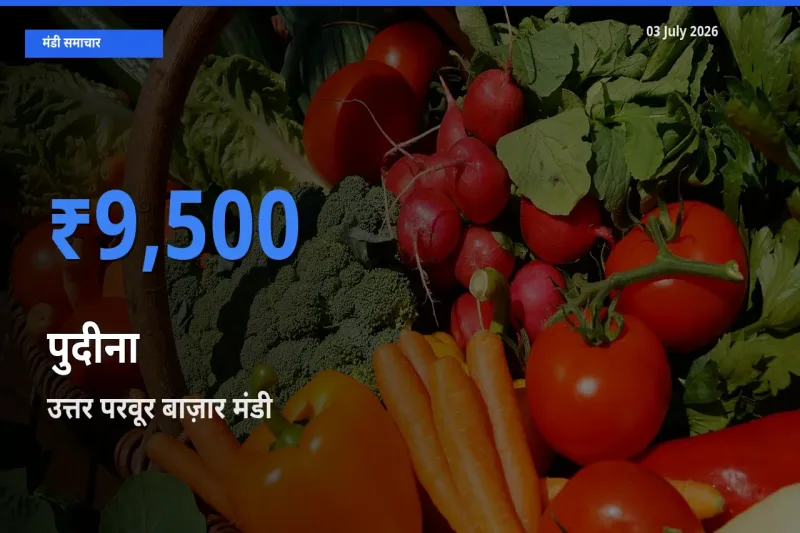 03 July अपडेट: पुदीना के सबसे ऊँचे दाम उत्तर परवूर बाज़ार मंडी में