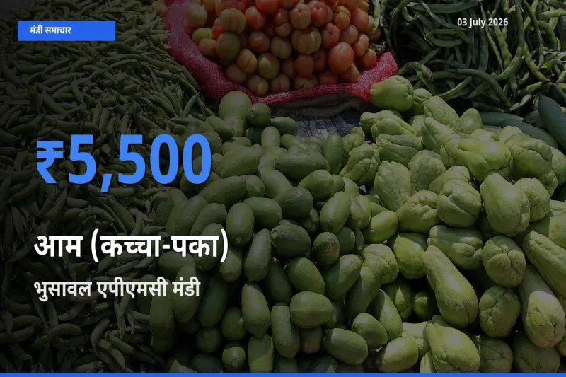 आज आम (कच्चा-पका) के सबसे ऊँचे दाम ₹5,500 भुसावल एपीएमसी मंडी में