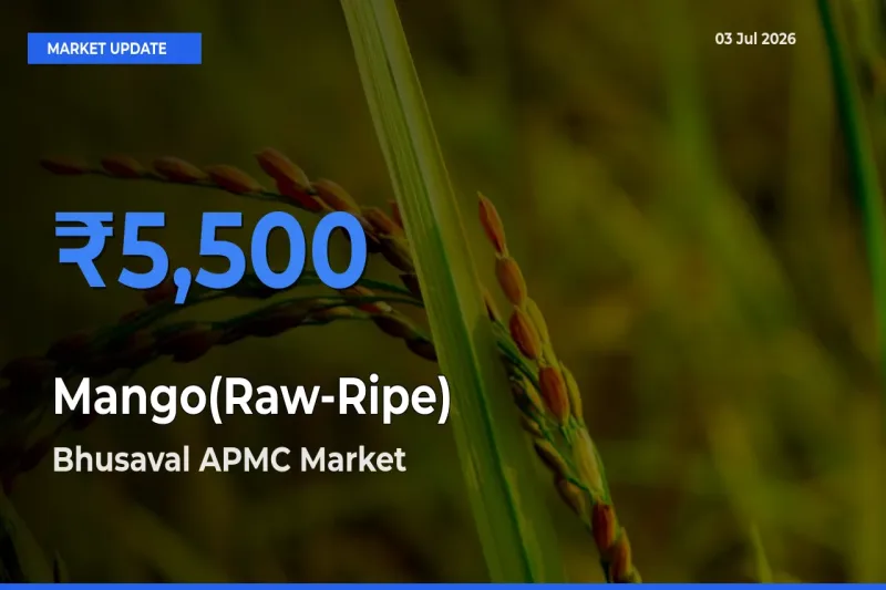 Bhusaval APMC Tops Mango(Raw-Ripe) Mandi Rates Today