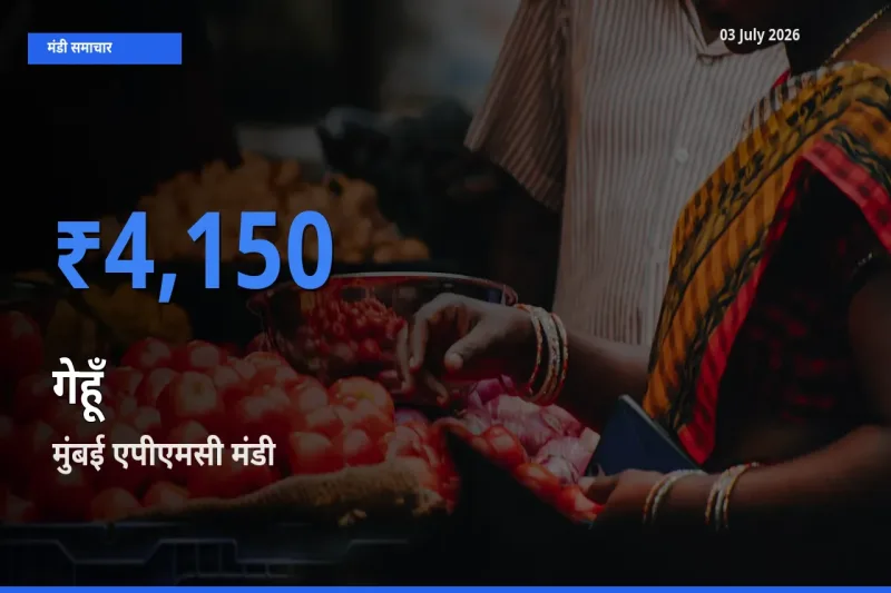 03 July अपडेट: गेहूँ के सबसे ऊँचे दाम मुंबई एपीएमसी मंडी में