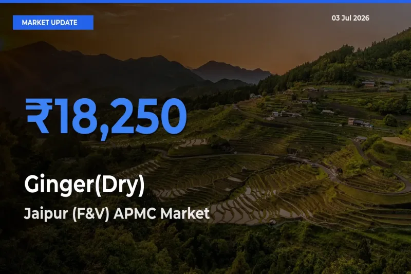 Jaipur (F&V) APMC Tops Ginger(Dry) Mandi Rates Today