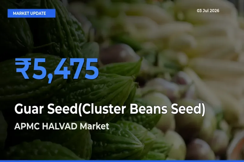 APMC HALVAD Emerges as Top Mandi for Guar Seed(Cluster Beans Seed) Prices Today