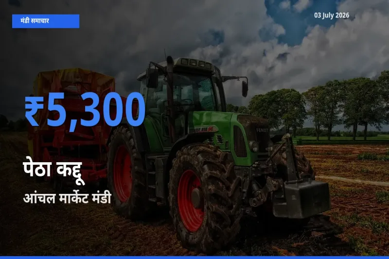 आज पेठा कद्दू के सबसे ज़्यादा दाम आंचल मार्केट मंडी में दर्ज